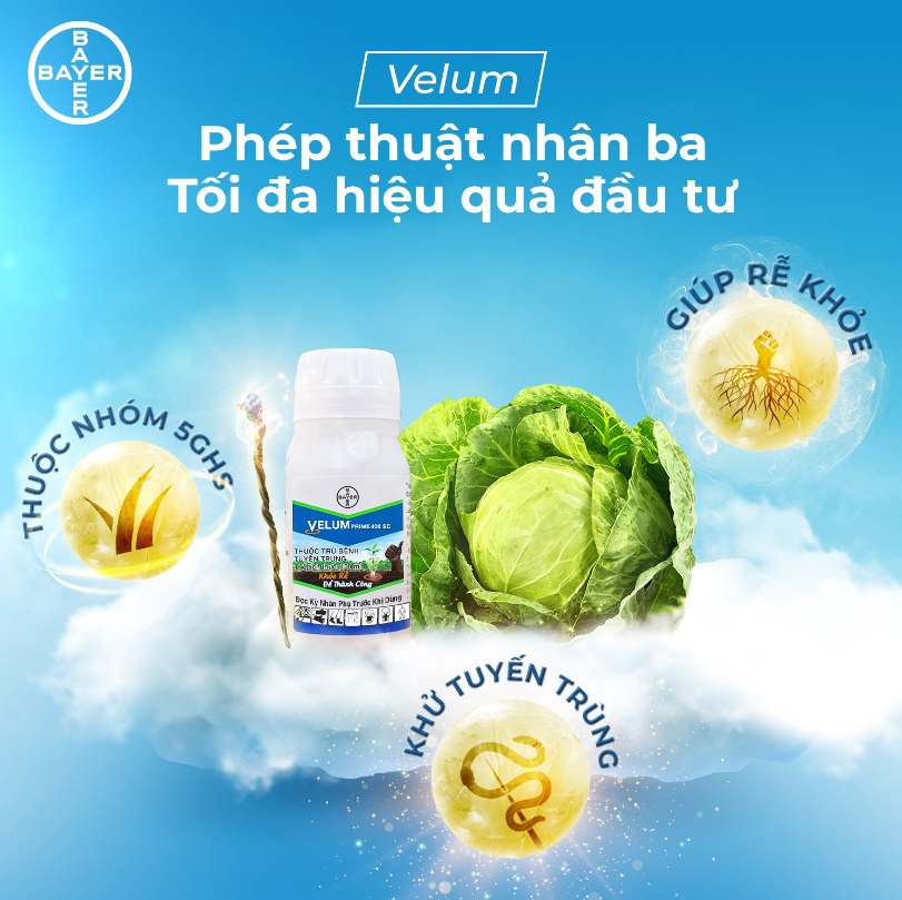 VELUM 400SC GIẢI PHÁP SÁNG TẠO GIÚP NÔNG DÂN PHÒNG TRỪ BỆNH TUYẾN TRÙNG
